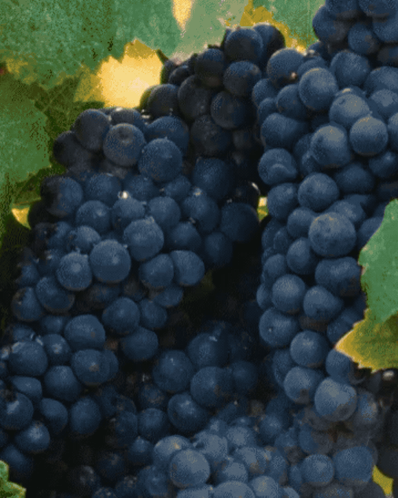 Cliquot in the Making Episode 4