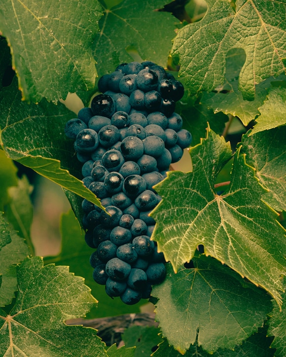 Grapevine plant leaves Grapevine plant leaves