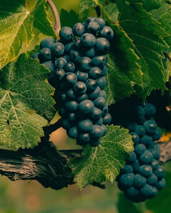 Pinot Noir vine grapes