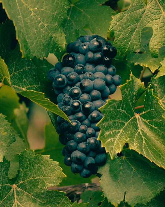 Pinot Noir grapes Pinot Noir grapes