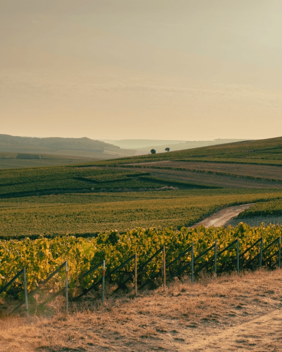 Close-up of ripe champagne grapes on the vine, ready for harvest for Veuve Clicquot production