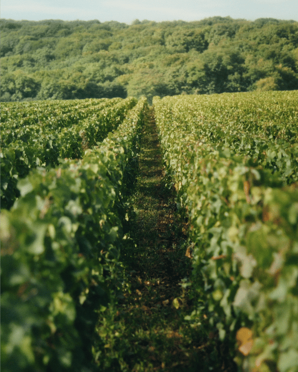 Veuve Clicquot vineyard where grapes for champagne are grown, source of quality grapes