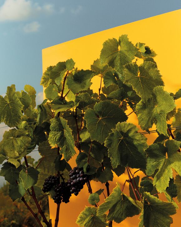Veuve Clicquot' Pinot Noir Vineyards with Yellow Background Veuve Clicquot' Pinot Noir Vineyards with Yellow Background