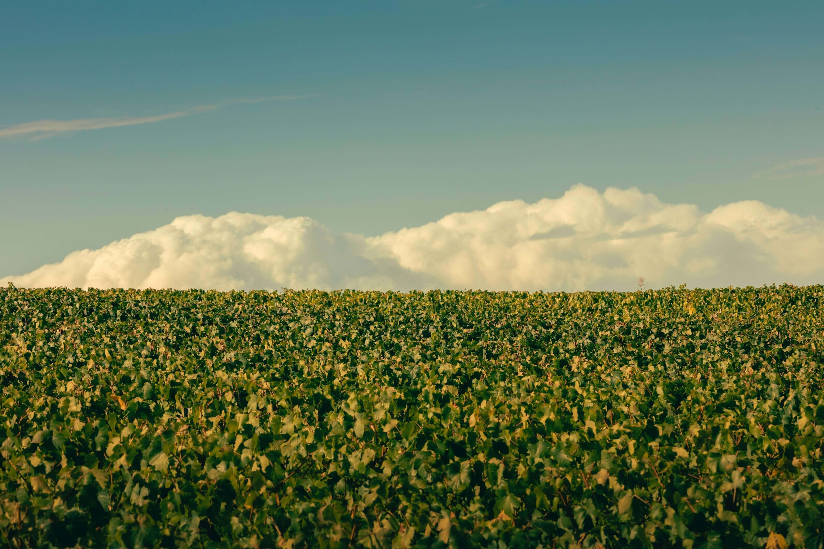 THE VINEYARD BANNER