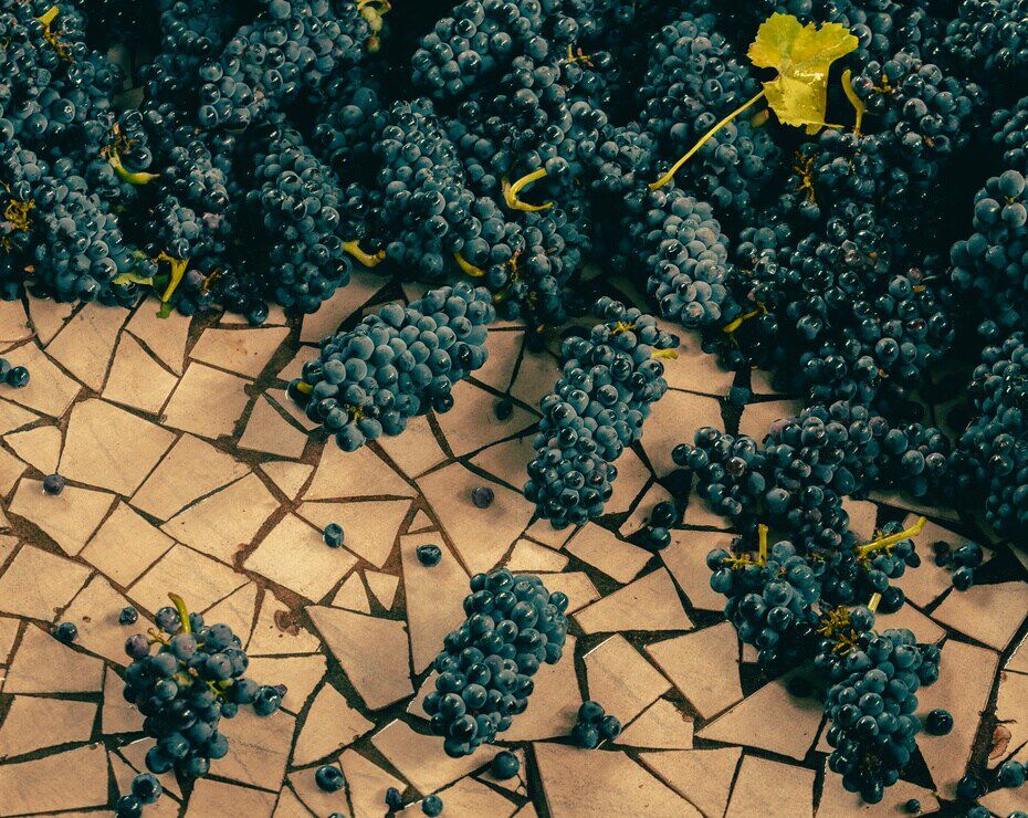 Pinot Noir grapes Pinot Noir grapes