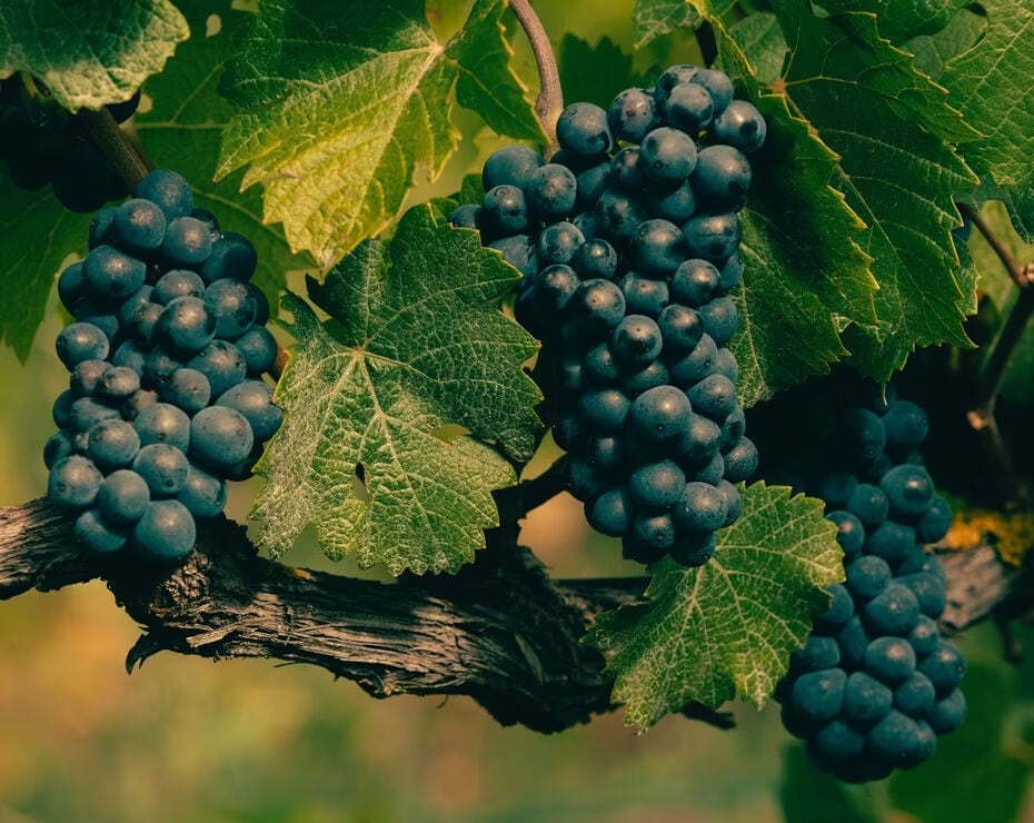 Pinot Noir Grapes Pinot Noir Grapes