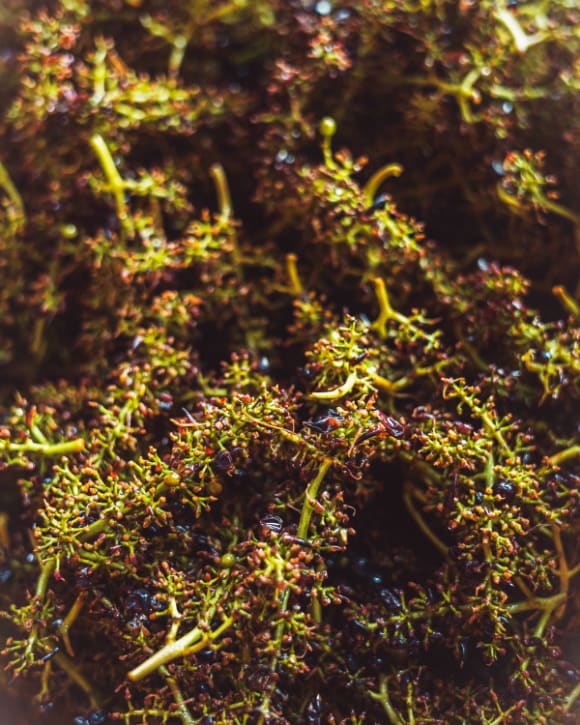 Bunch of erratic grapes  Bunch of erratic grapes