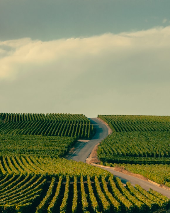 Veuve Clicquot Vineyards Veuve Clicquot Vineyards