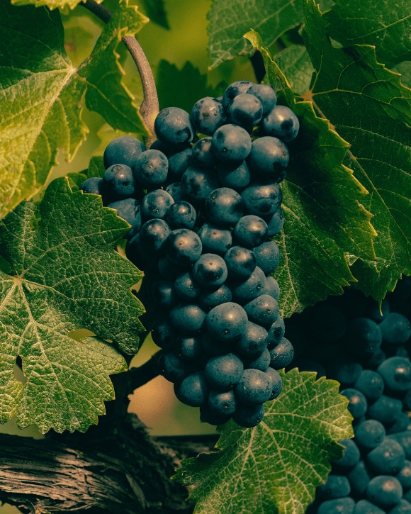 Veuve Clicquot grapes pinot noir