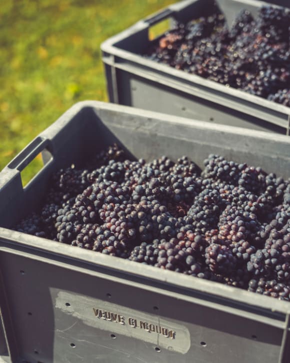 Pinot Noir Harvested Pinot Noir Harvested
