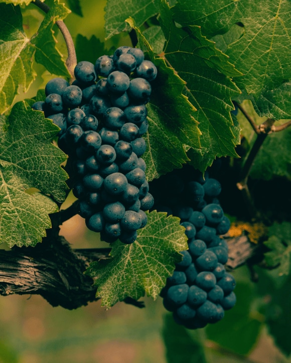 Garden Gastronomy Manoir de Verzy
