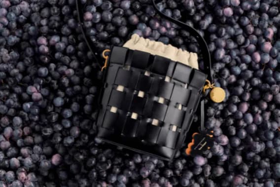 clicquot-news-stella