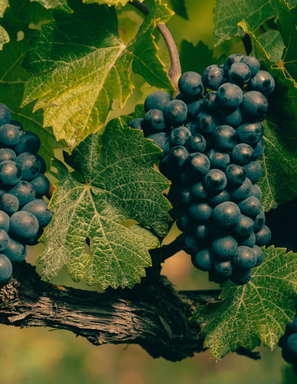 Pinot Noir vine