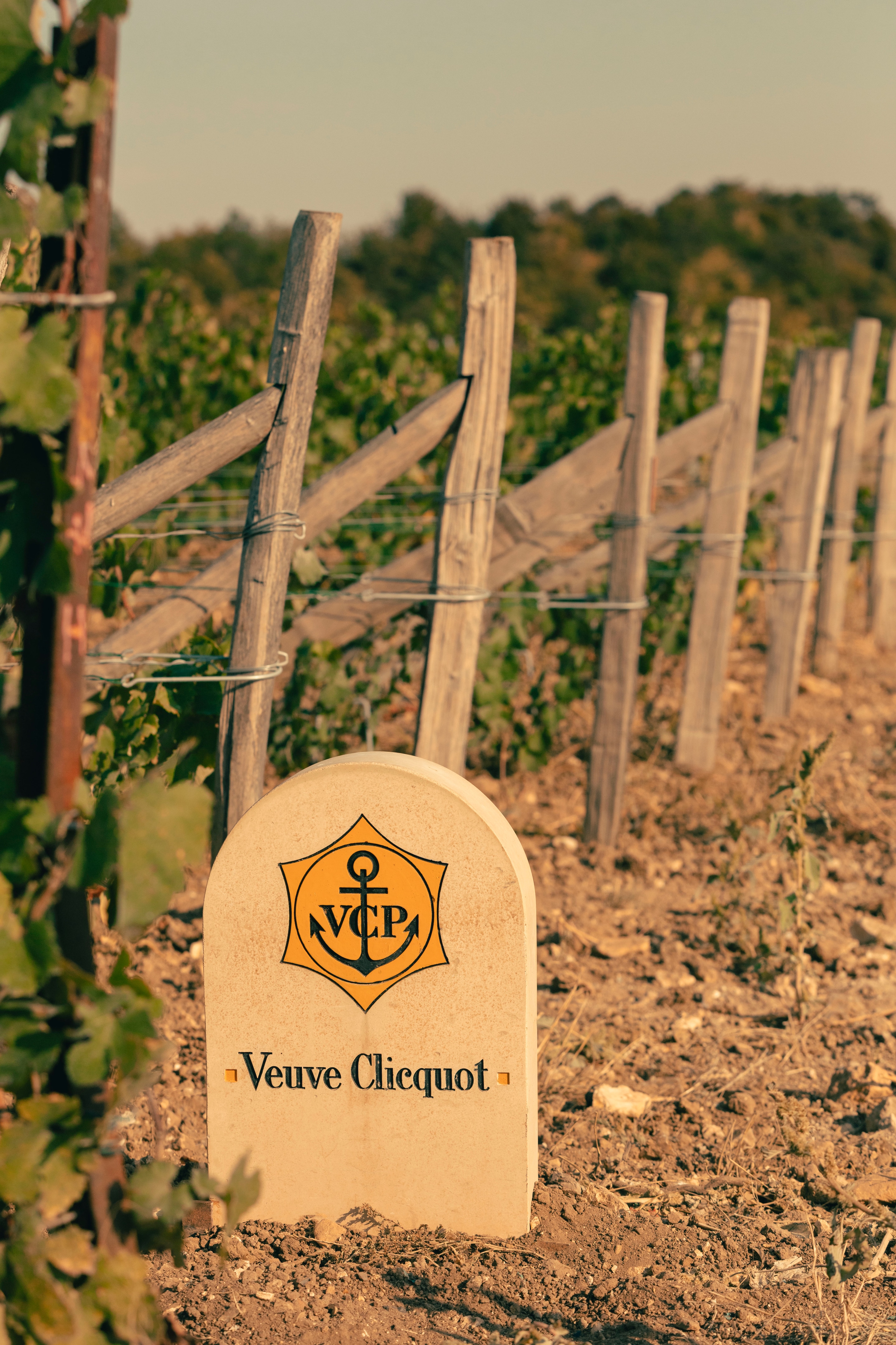 The Veuve Clicquot vineyards in Verzenay, Champagne
